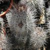Copiapoa_echinata